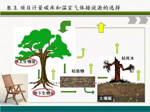 信树碳汇-林业碳汇项目开发流程及案例